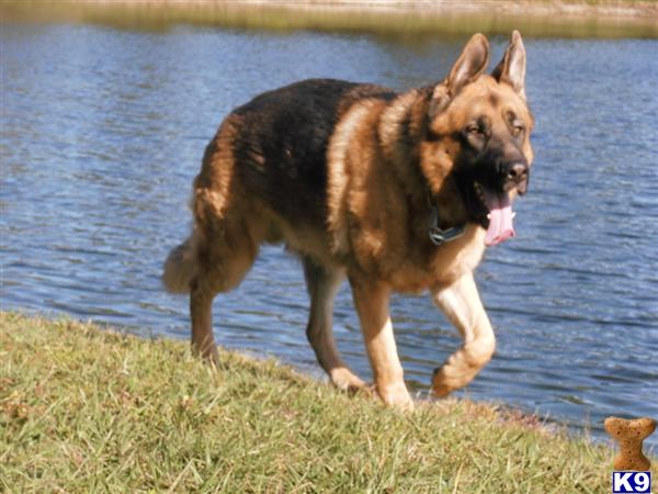 Stud Dogs - German Shepherd
